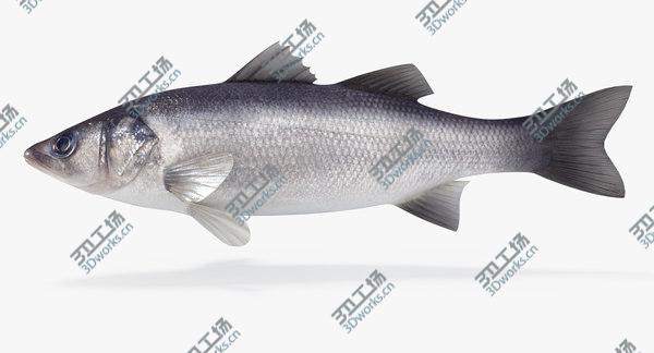 images/goods_img/20210312/Seabass (Animated)/3.jpg
